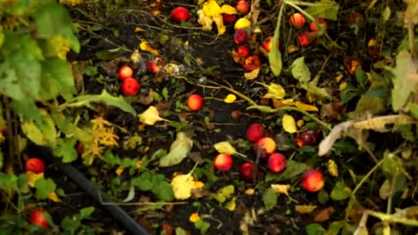 熟したリンゴ リンゴの木から落ちた草で 庭のパス上にあります 秋の風景 — ストック動画
