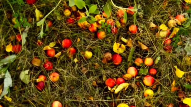 Mogna Äpplen Fallna Från Äppelträdet Ligga Gräset Och Vägen Trädgården — Stockvideo