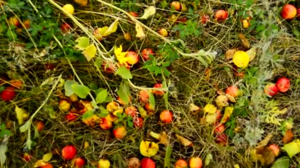 Ώριμα Μήλα Πεσμένο Από Μηλιά Βρίσκονται Στο Χορτάρι Και Μονοπάτι — Αρχείο Βίντεο