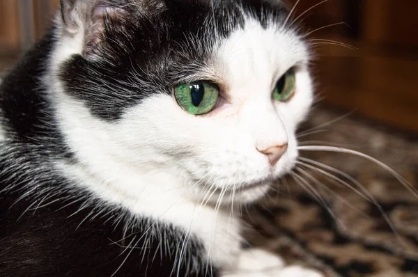 美しい緑の目を持つ国内の黒と白の猫の肖像画、猫は嘘と密接に、クローズアップ見て — ストック写真