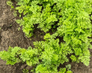 Genç havuç kafalılar, verimli topraklarda sebze yetiştiriyorlar, tarım ve çiftlik kavramı.
