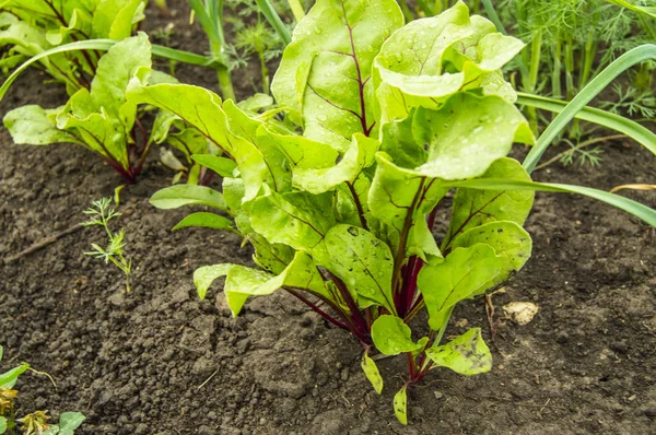 Beet grows in the garden, young beet leaves in drops of water after watering, the concept of growing organic products