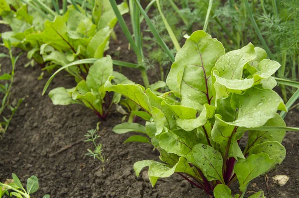 La remolacha crece en el jardín, las hojas de remolacha joven en gotas de agua después del riego, el concepto de cultivo de productos orgánicos —  Fotos de Stock