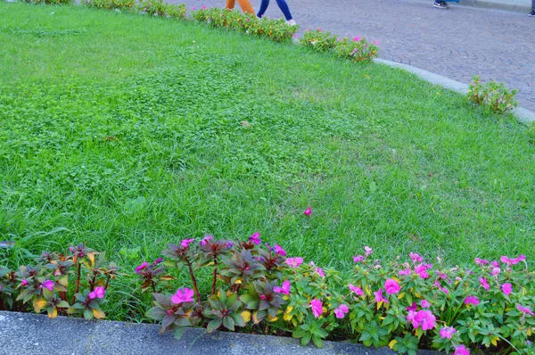 Krásný stálezelený trávník a květiny rostou na okraji trávníku, zahradní úpravy veřejného parku na otevřeném prostranství, slunečné ráno — Stock fotografie