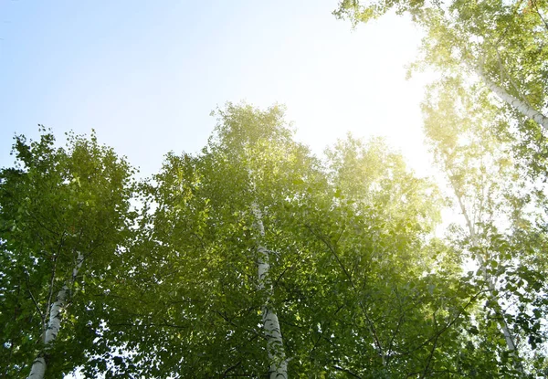 Napfény süt a koronát a magas fák ellen, a kék ég egy napsütéses nyári napon — Stock Fotó