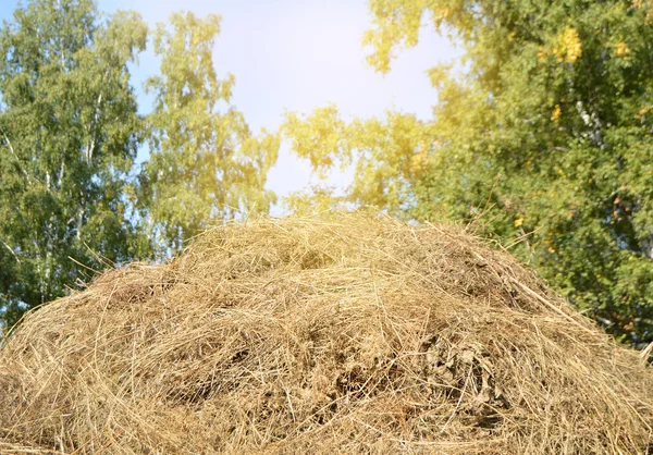 Haystacks in een clearing in het bos in fel zonlicht tegen de bomen en de blauwe lucht. Mooie zomer scène van het landelijke leven — Stockfoto