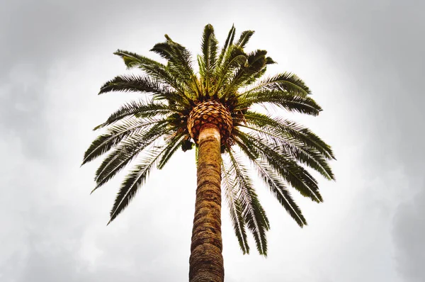 Una palmera contra un cielo gris nublado, vista inferior, espacio para copiar — Foto de Stock