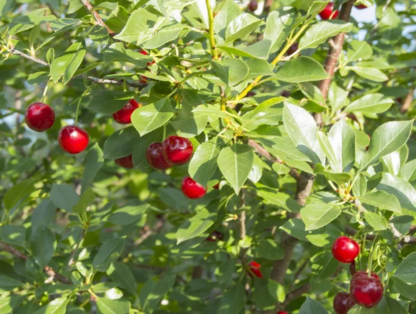 Красивая вишня с спелыми ягодами на ветвях — стоковое фото