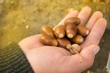 Arka plandaki meşe ağacından düşen palamutları tutan adam.