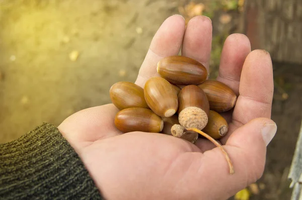 Man in de palm van eikels die van eik in het achtergrondgras zijn gevallen — Stockfoto