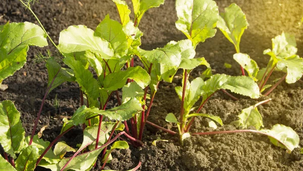 Jóvenes plantas de remolacha en el jardín, concepto de alimentos saludables y productos orgánicos naturales, día soleado de verano —  Fotos de Stock