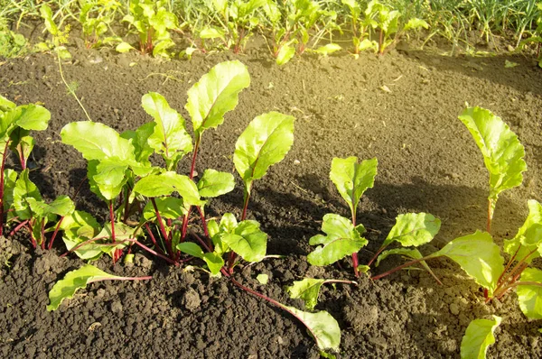 Jóvenes plantas de remolacha en el jardín, concepto de alimentos saludables y productos orgánicos naturales, día soleado de verano —  Fotos de Stock