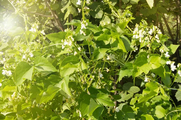 White flowers of climbing beans on the young green stems, the concept of growing organic food, copy space, natural vegetable background — ストック写真