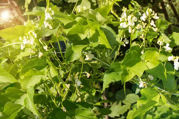 White flowers of climbing beans on the young green stems, the concept of growing organic food, copy space, natural vegetable background