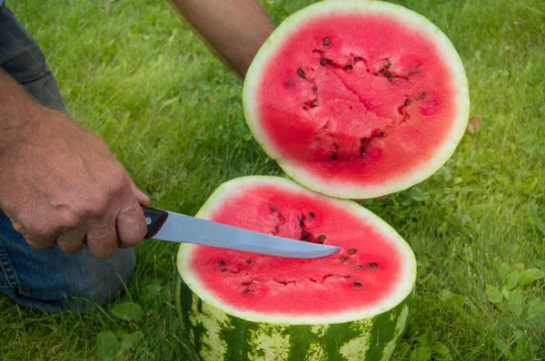 Kot pantolonadam çim üzerinde diz çöker, bir bıçak bir yaz aile yemeği için kırmızı olgun karpuz ile kesme — Stok fotoğraf