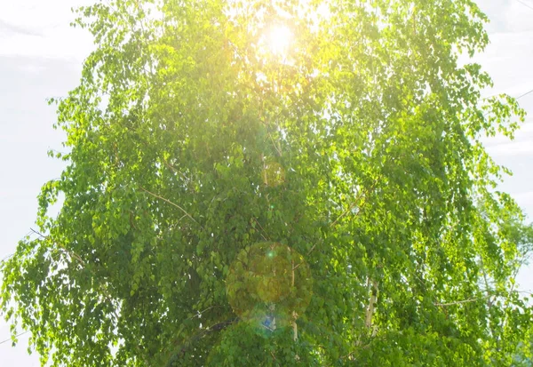 Береза, сонячне світло і відблиски через зелене листя дерева вранці сонце, тло природи — стокове фото