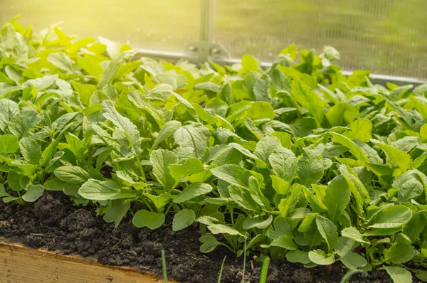 Молоді редькові рослини в теплиці, концепція вирощування органічних овочів в приміщенні цілий рік — стокове фото