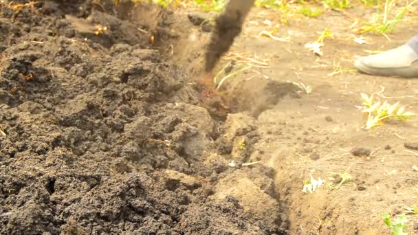 農家の庭師はシャベルで庭の土を掘ります ゴム靴とシャベルで男性の足のクローズアップ — ストック動画