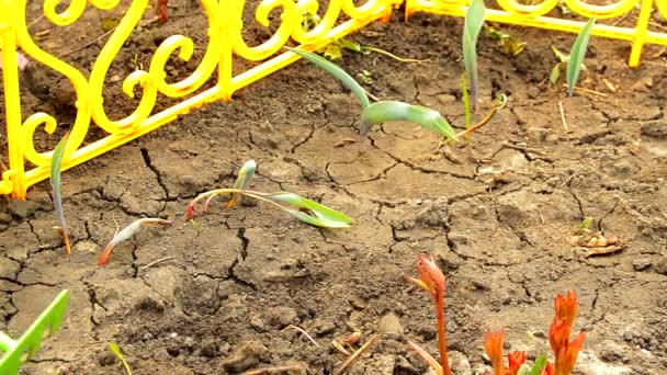 Manos de mujer en guantes aflojando el suelo del rastrillo en un macizo de flores con flores brotadas, trabajos de primavera en el jardín — Vídeos de Stock
