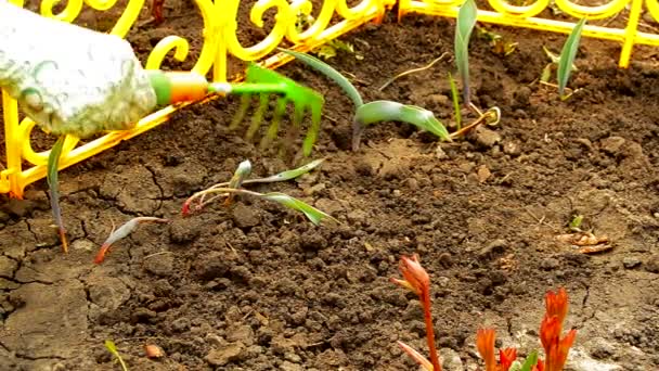 Womens hands in gloves loosening rake soil in a flower bed with sprouted flowers, spring work in the garden — Stock Video