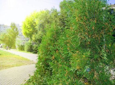 Arborvitae ağacı güneşli bir yaz gününde, yol boyunca şehir Park yetişir