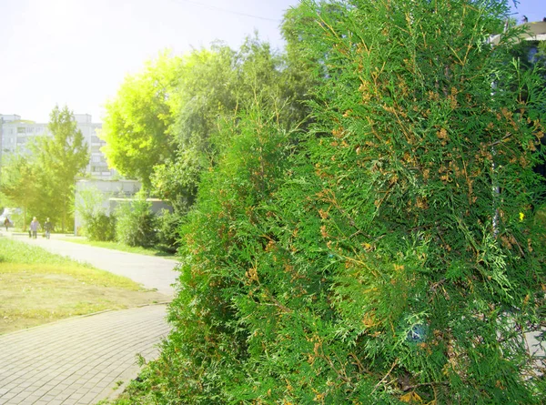 Arborvitae fa növekszik a városi park az út mentén, egy napsütéses nyári napon — Stock Fotó