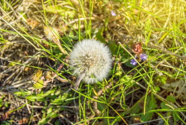 Branco dente-de-leão com sementes de guarda-chuva no fundo grama no dia ensolarado de verão — Fotografia de Stock