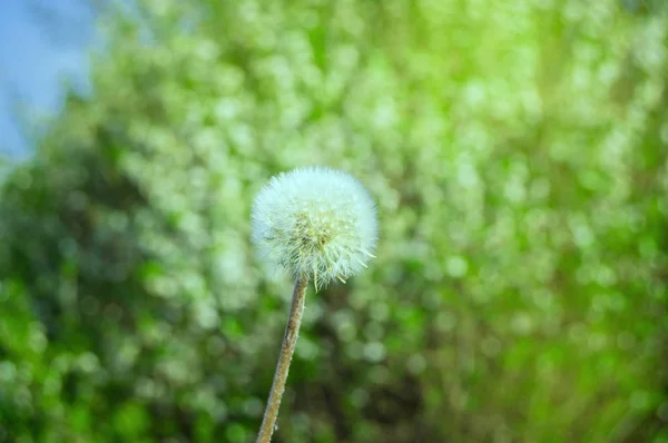 White dandelion with umbrella seeds on grass background on Sunny summer day — 图库照片