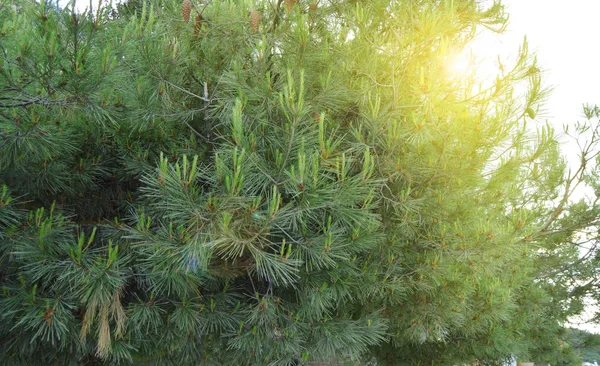Sun glare shining through the branches of pine with young shoots on the branches, coniferous trees, the background of nature