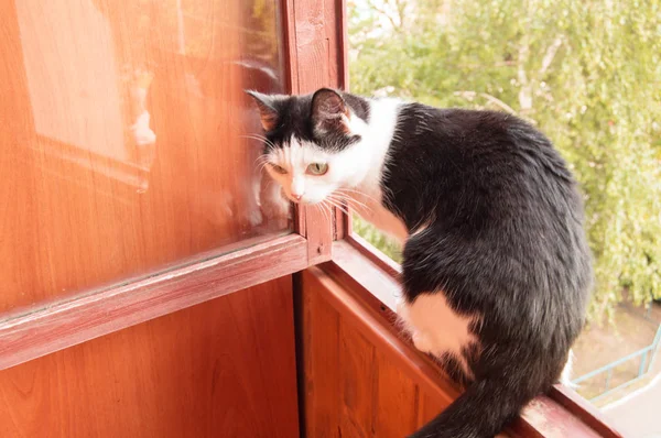 Gato preto e branco bonito e curioso sentado na varanda — Fotografia de Stock