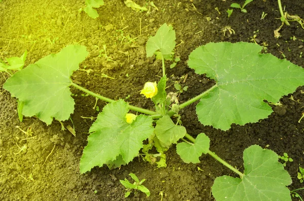 Young zucchini flowers, vegetables grow in the soil in the garden on a Sunny summer day — ストック写真