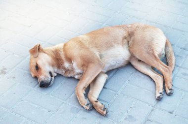 Üzgün Anavatan kırmızı köpek kaldırımda yalnız