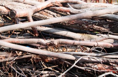 Kuru dallar ve ağaç gövdeleri-doğal, organik arka plan, doku