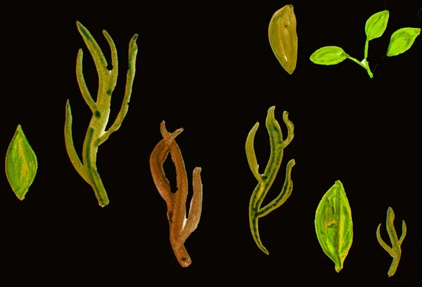 Ilustracja akwarela zestaw elementów botanicznych-zielone rośliny trawy, liście, gałęzie izolowane przez przycinanie na czarnym tle — Zdjęcie stockowe