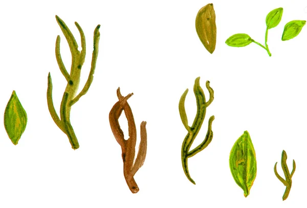 식물 요소의 수채화 그림 세트 - 녹색 잔디 식물, 잎, 흰색 배경에 클리핑하여 고립 된 가지 — 스톡 사진
