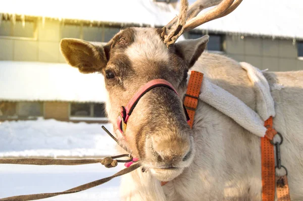 Símbolo de la Navidad un ciervo con un cuerno, enganchado a un trineo, de pie en la nieve en un día soleado de invierno, de cerca mira a la cámara — Foto de Stock