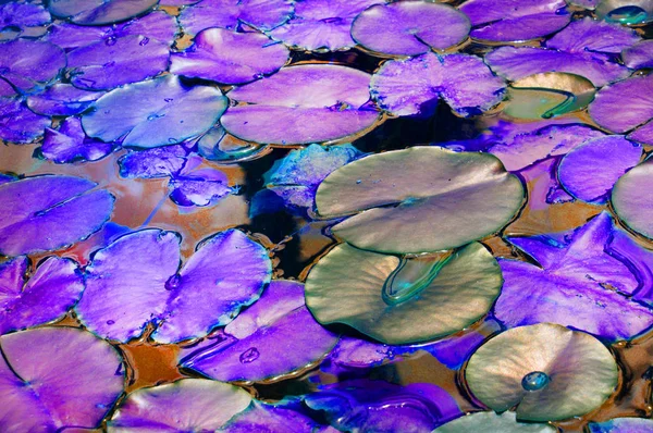 Lagoa bonita com água Lily planta, lilás e roxo colorido fundo com efeito de brilho de néon, fantasia, fabuloso, espaço de cópia — Fotografia de Stock