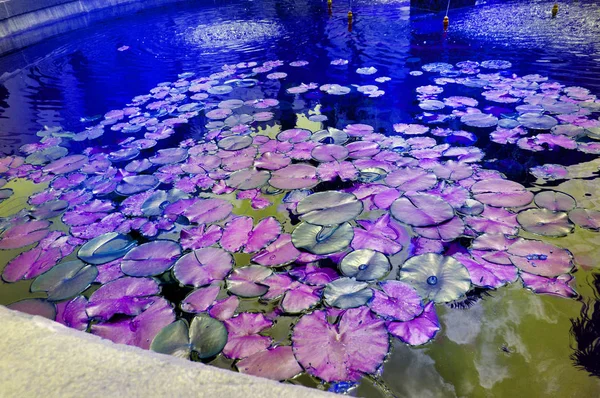 Beautiful pond with water Lily plant, lilac and purple tinted background with neon glow effect, fantasy, fabulous, copy space
