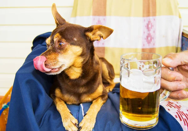 Funny cute dog with a beer, which offers its owner. Humor
