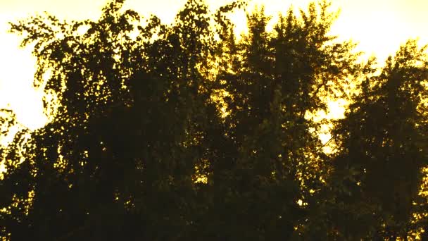 金色的夕阳照耀着树木的树叶 老房子 远处城市屋顶的全景 — 图库视频影像