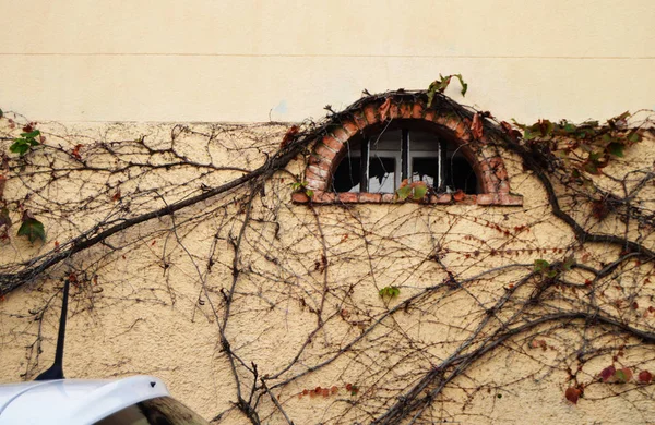 Old semicircular window on the wall of an old building, overgrown with climbing withered plants, free space for text, French style — Stock Photo, Image