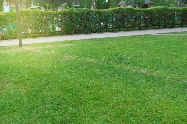 V létě se k němu po pěšině a trávníku se zelenou trávou v parku nachází malebný světlý východ slunce v městském parku. — Stock fotografie