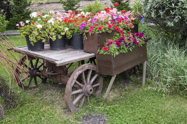 Gamla trä Vintage vagn med blomkrukor och lådor med färgglada Petunia blommor och pelargoner i trädgården på en solig sommardag, närbild — Stockfoto