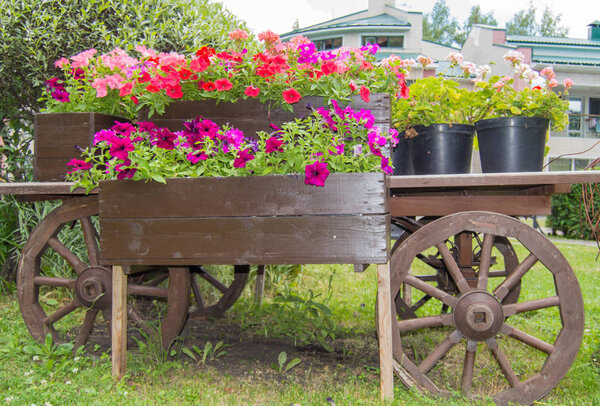 Старая деревянная винтажная тележка с цветочными горшками и коробками с красочными цветами петунии и герань в саду в солнечный летний день

