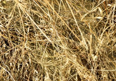 Güneş ışığında saman ve saman Dokulu arka plan