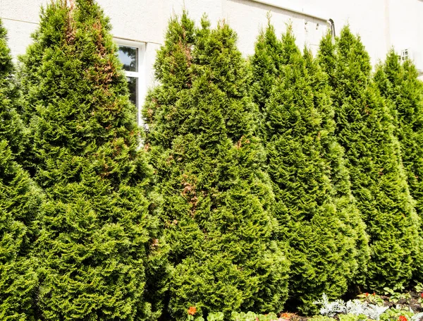 Resmi çiçek yatakları ve dökmeyen arborvitae ile peyzajlı bir bahçede büyüyen renkli çiçekler