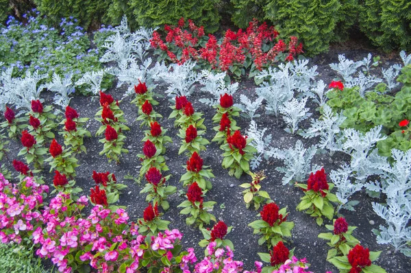 Красочные цветы, растущие в саду с формальными цветочными клумбами и вечнозелеными деревьями — стоковое фото