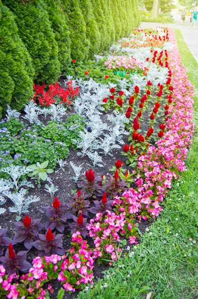 Красочные цветы, растущие в ландшафтном саду с формальными клумбами и вечнозелеными бандитами рядом с аккуратно зеленой лужайкой, блики и факелы — стоковое фото