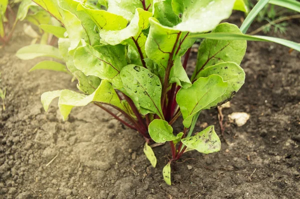 El concepto de cultivar alimentos saludables y productos orgánicos. Hojas verdes tapas de remolacha roja, primer plano . —  Fotos de Stock