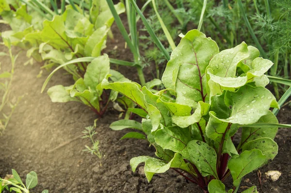 El concepto de cultivar alimentos saludables y productos orgánicos. Hojas verdes tapas de remolacha roja, primer plano . —  Fotos de Stock